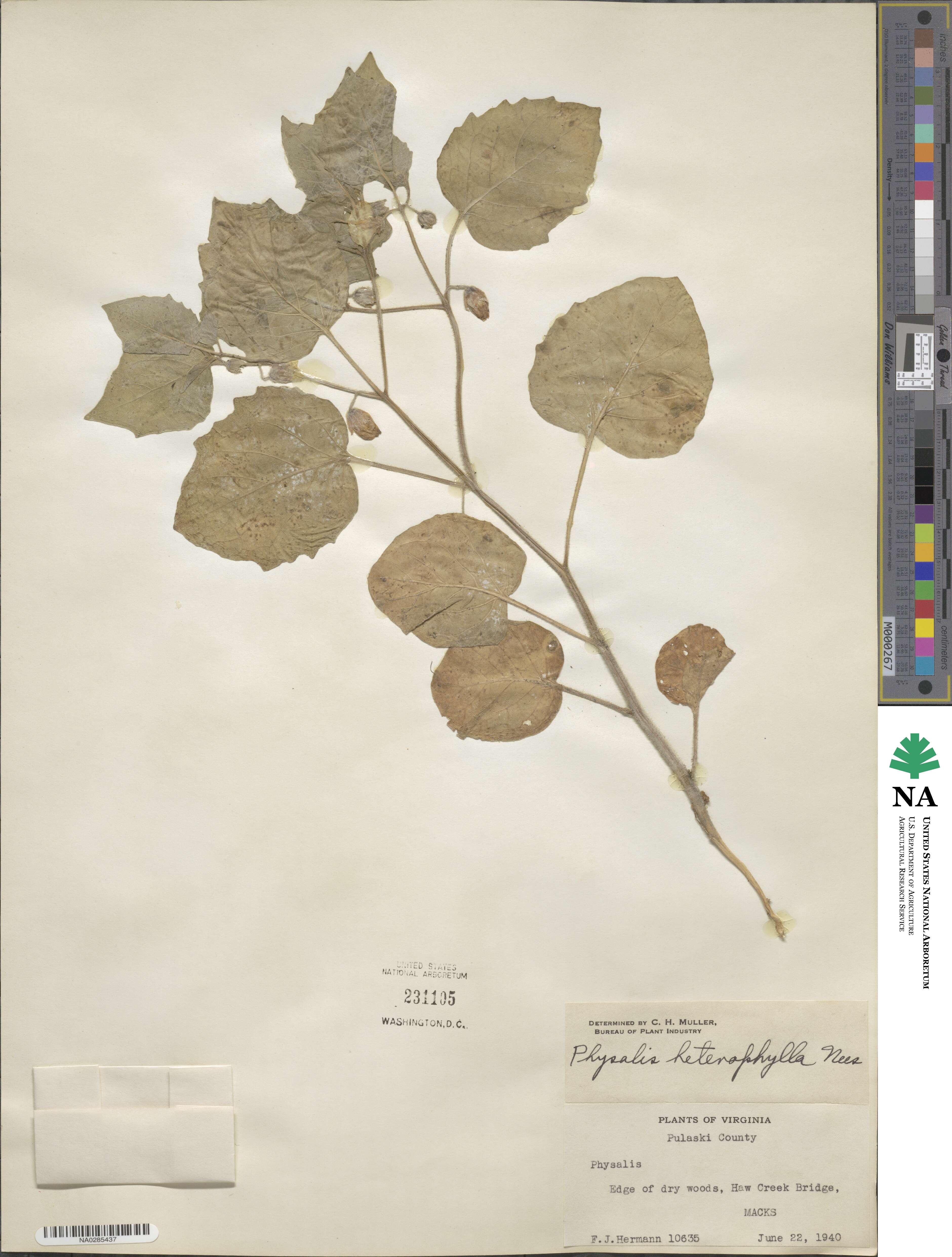 Physalis heterophylla image