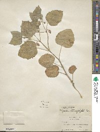 Physalis heterophylla image