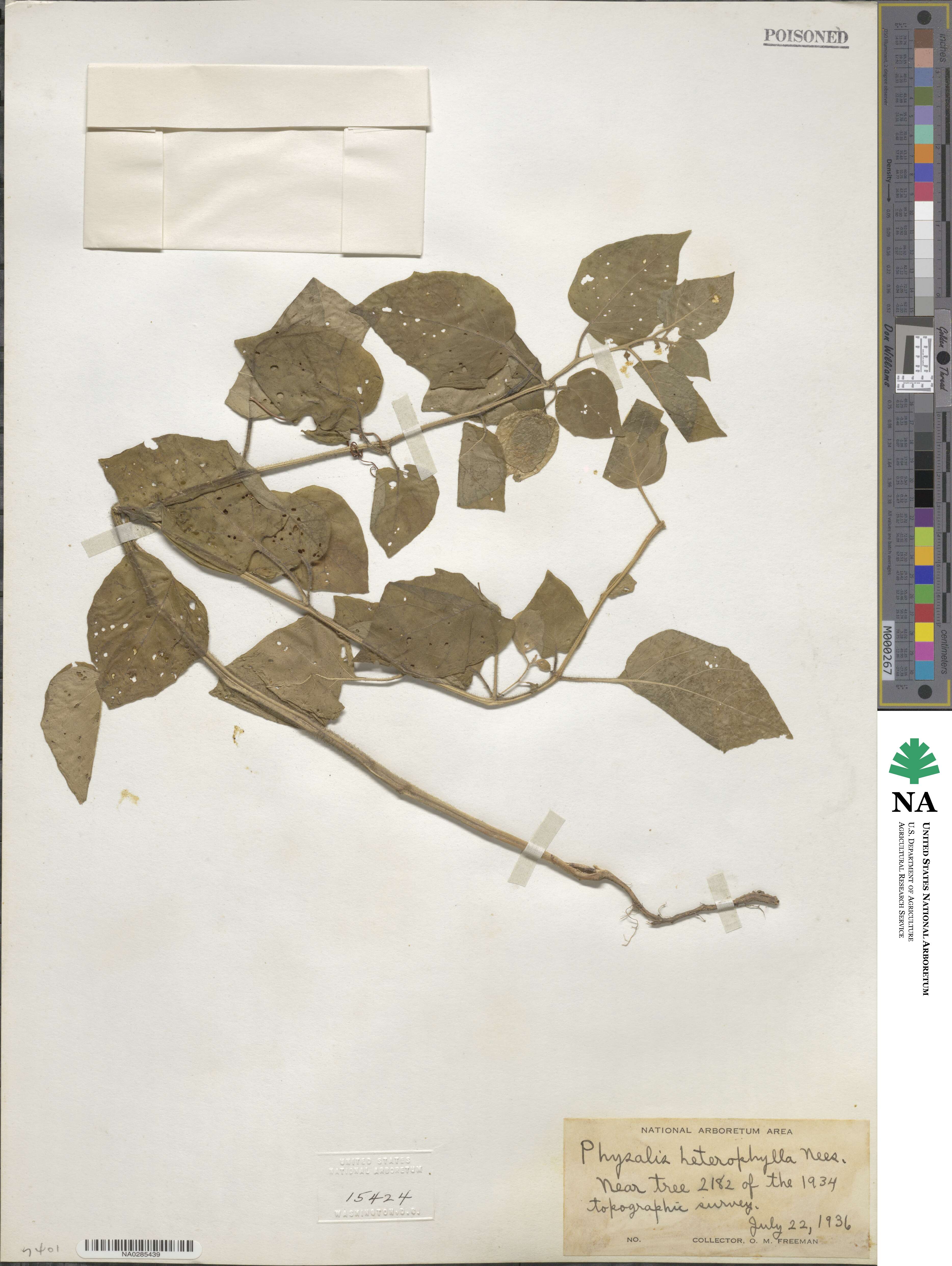 Physalis heterophylla image
