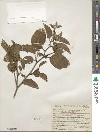 Physalis heterophylla image