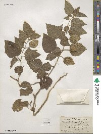 Physalis heterophylla image