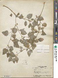 Physalis mollis image