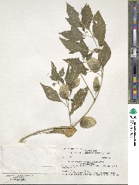 Physalis longifolia image