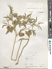 Physalis longifolia image