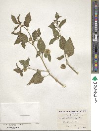 Physalis longifolia image