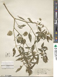 Physalis longifolia image