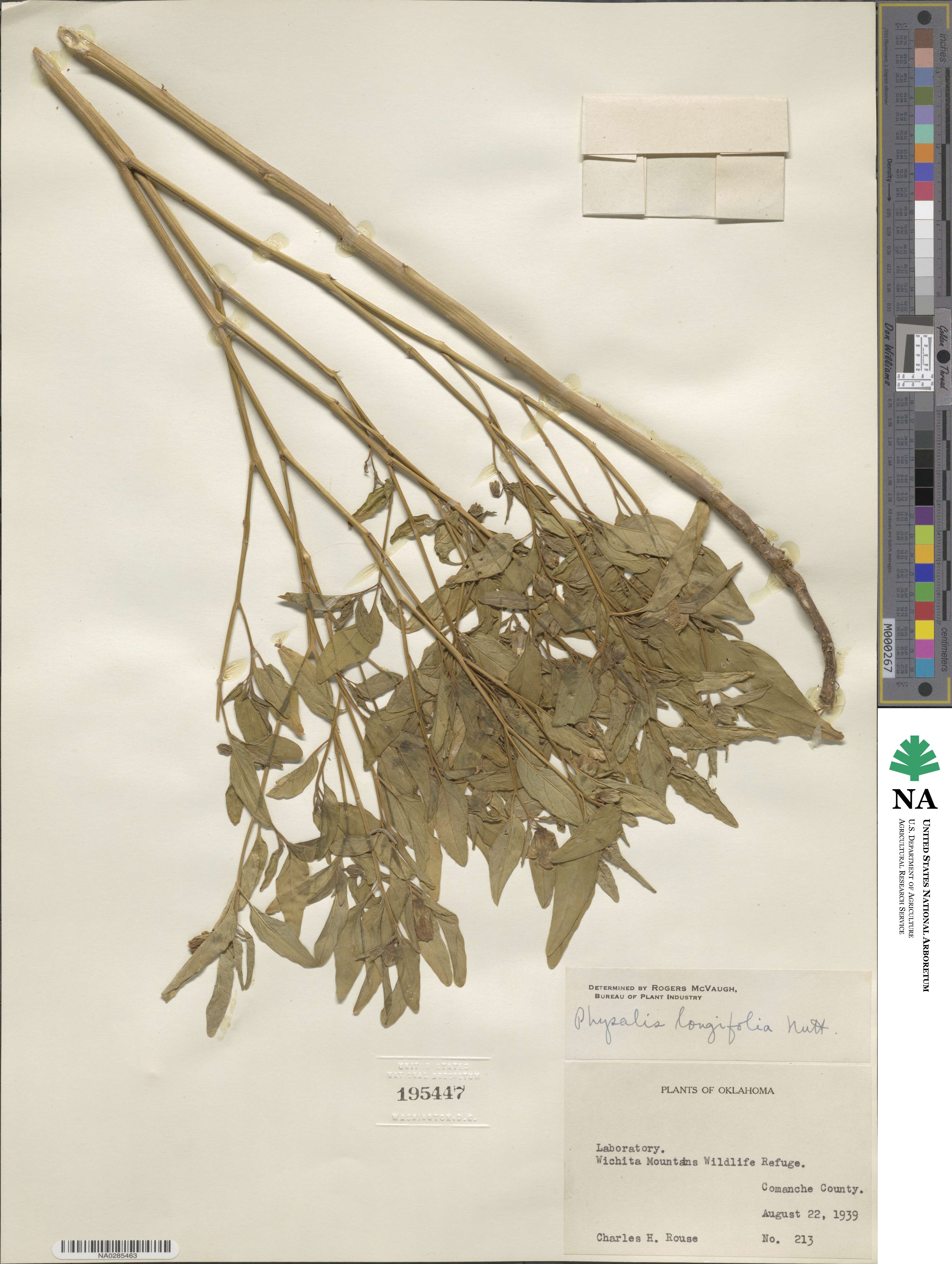 Physalis longifolia image
