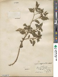 Physalis longifolia var. subglabrata image