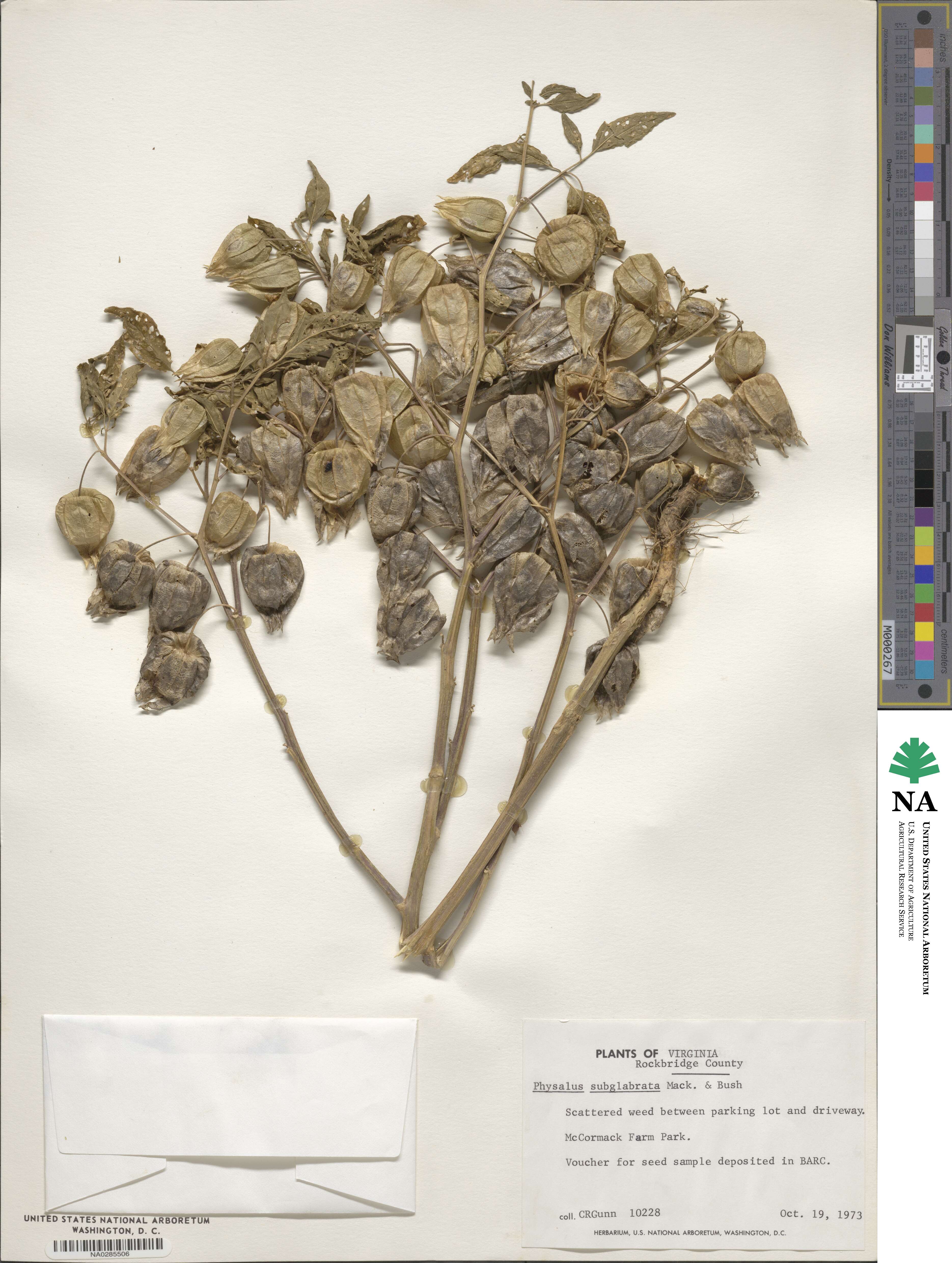 Physalis longifolia image