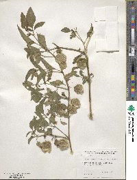 Physalis longifolia image