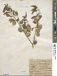 Physalis longifolia var. subglabrata image