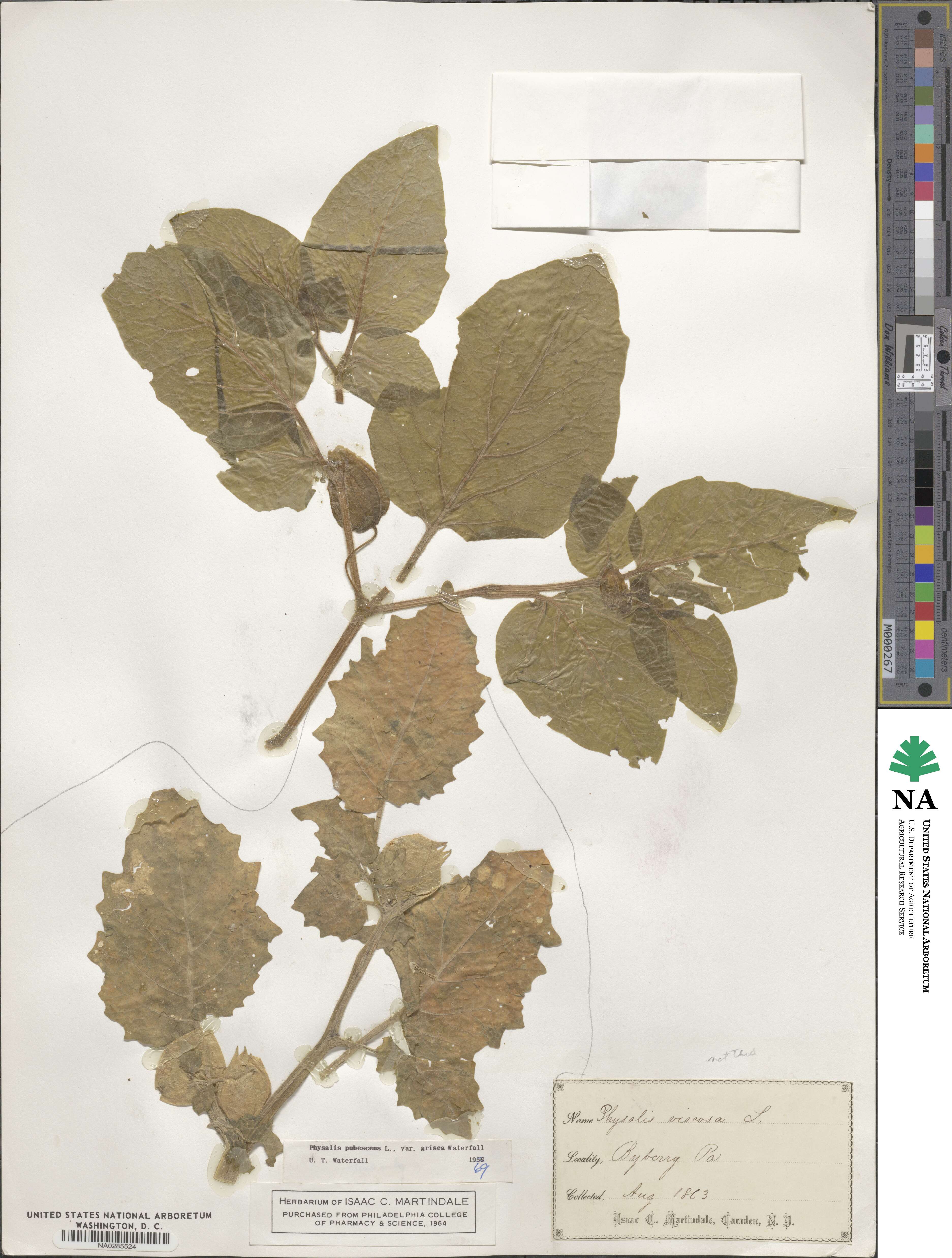 Physalis grisea image