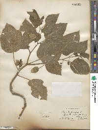 Physalis pubescens image