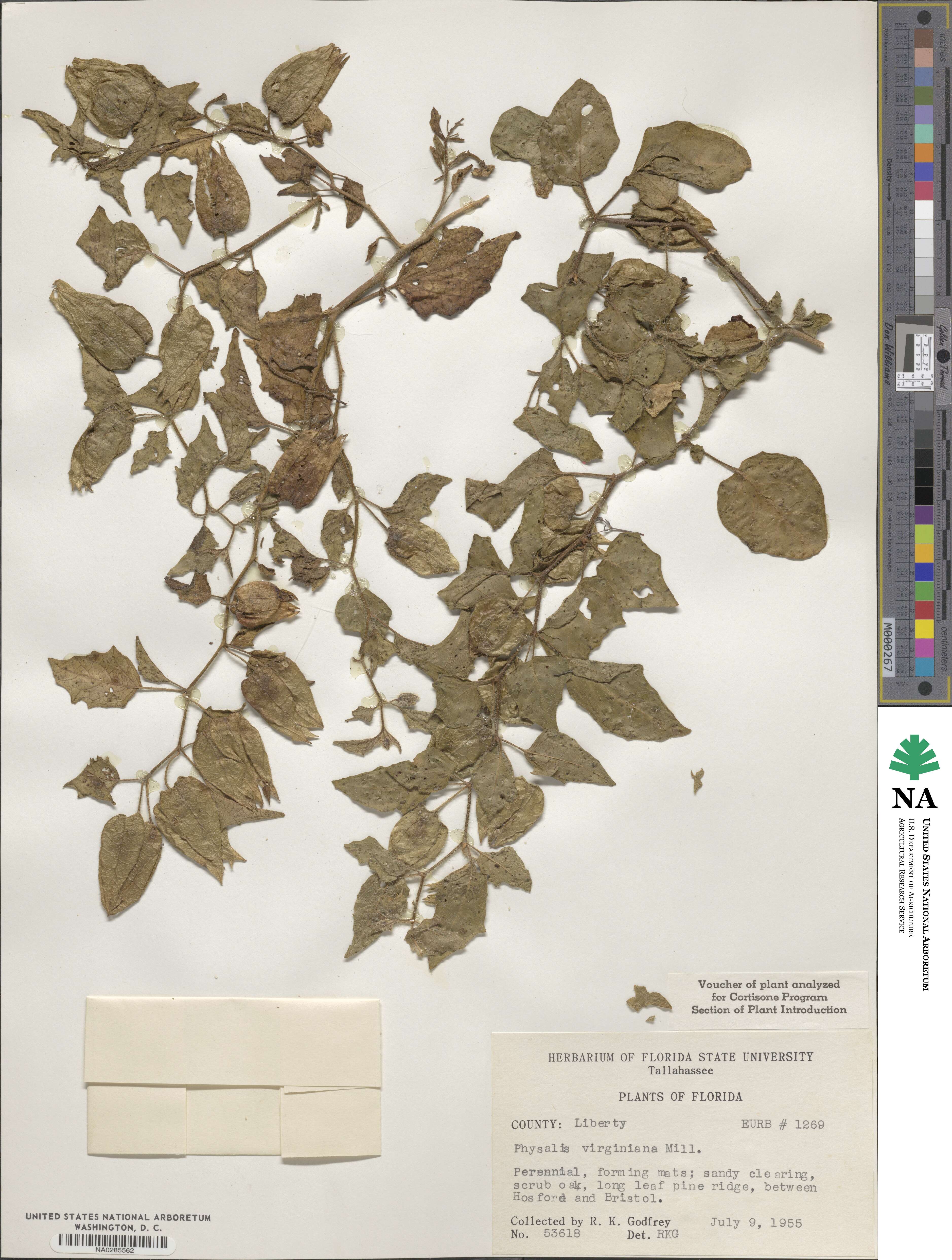 Physalis virginiana image