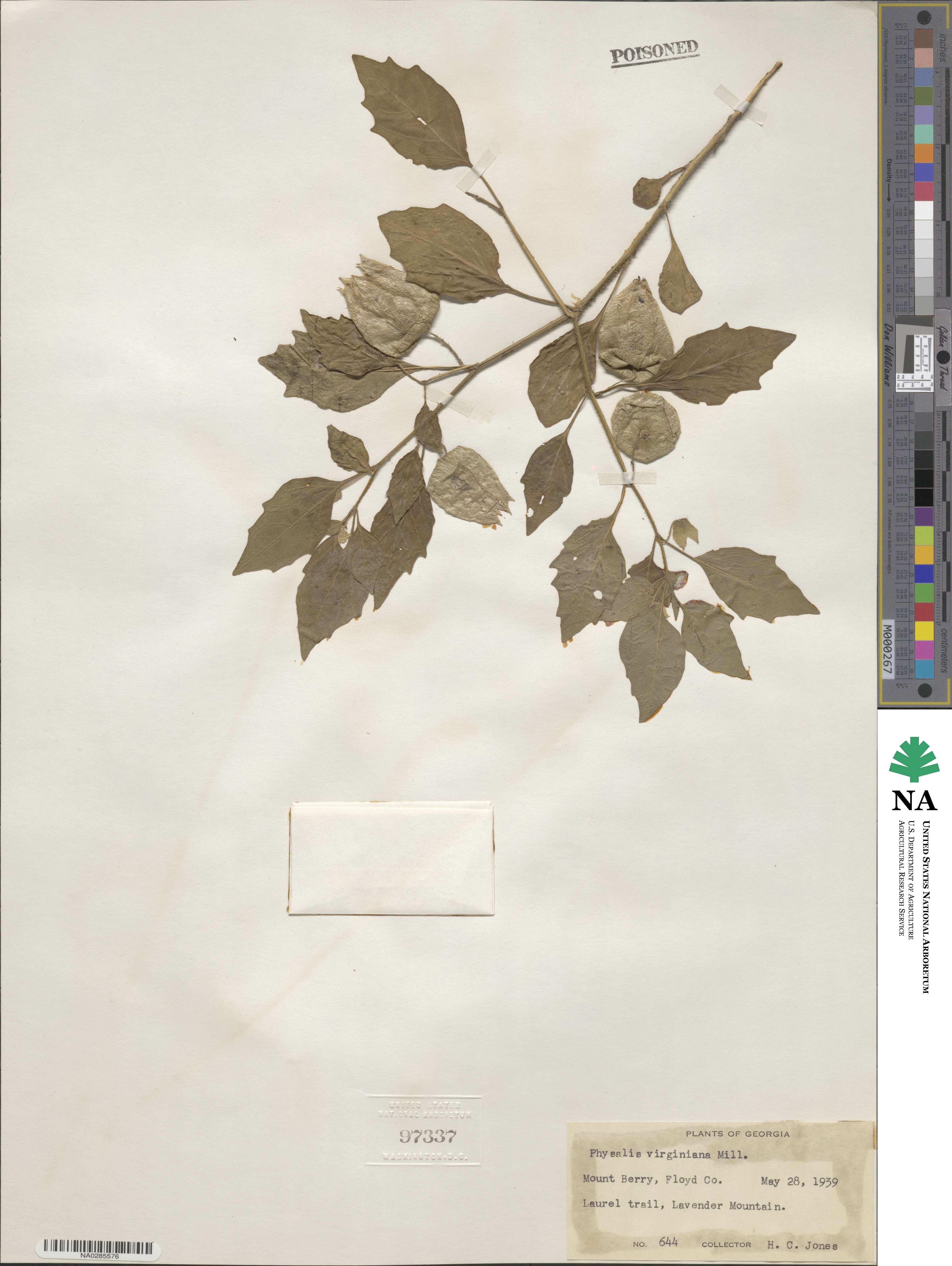Physalis virginiana image