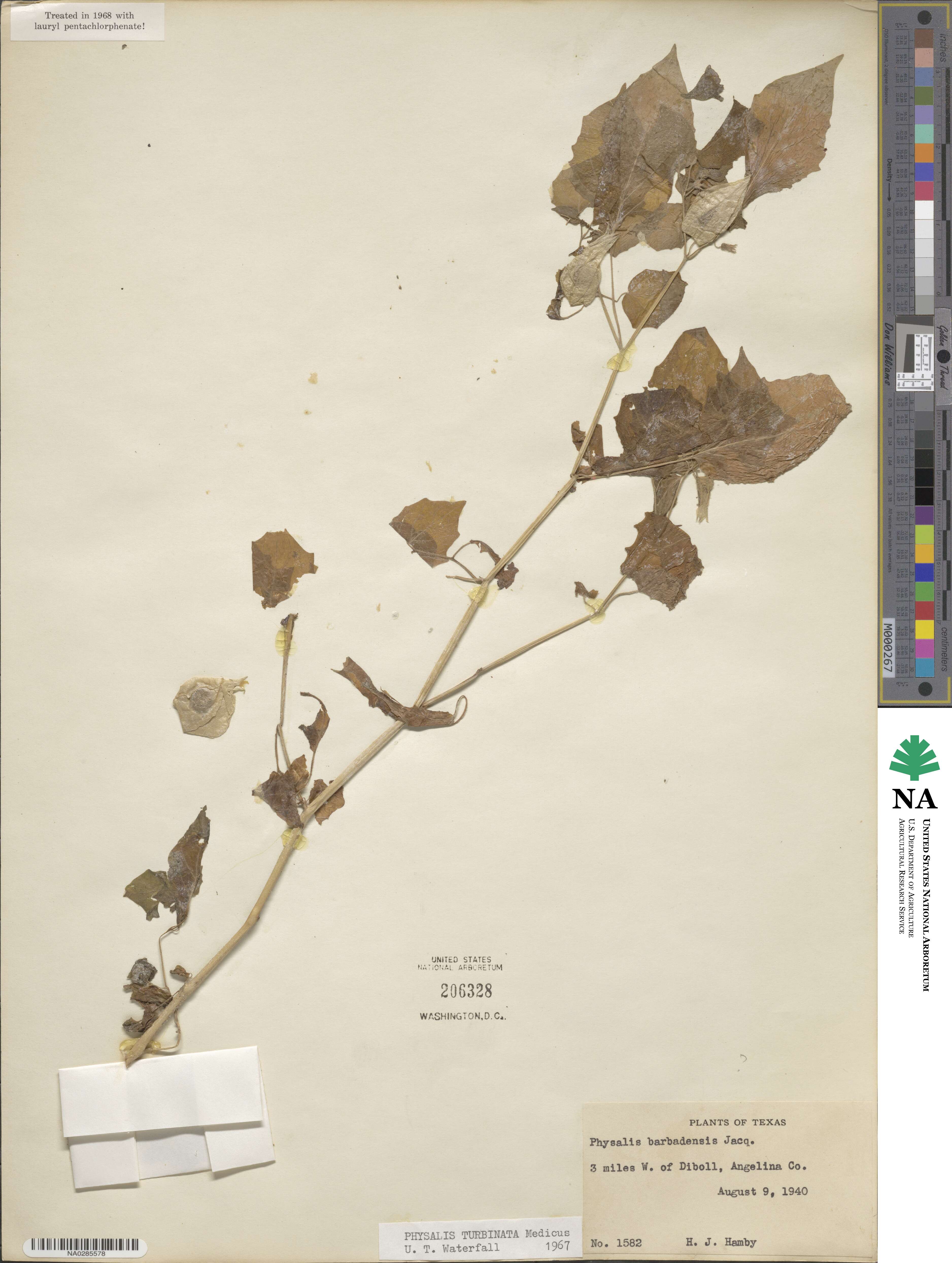Physalis turbinata image