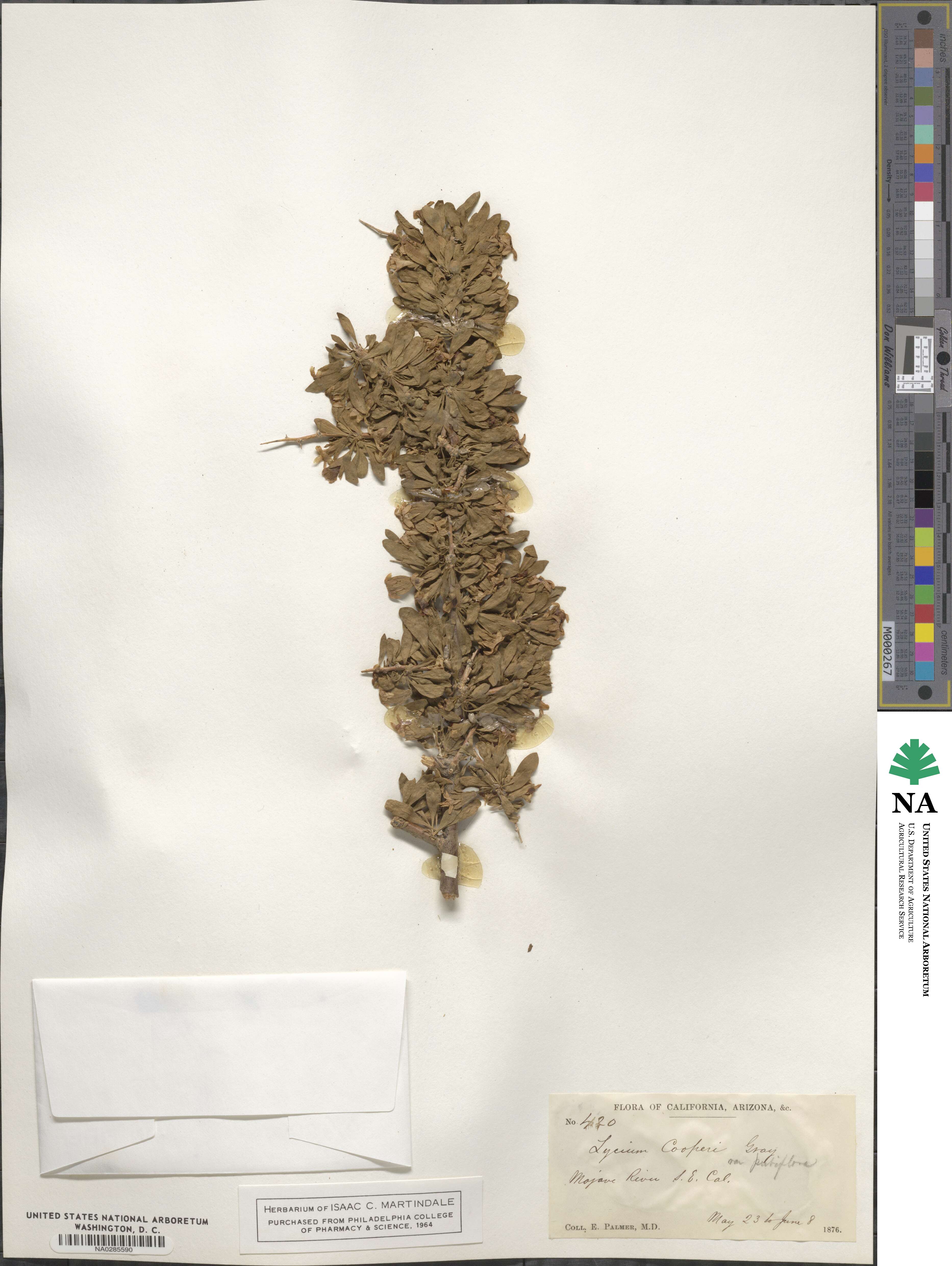 Lycium cooperi image