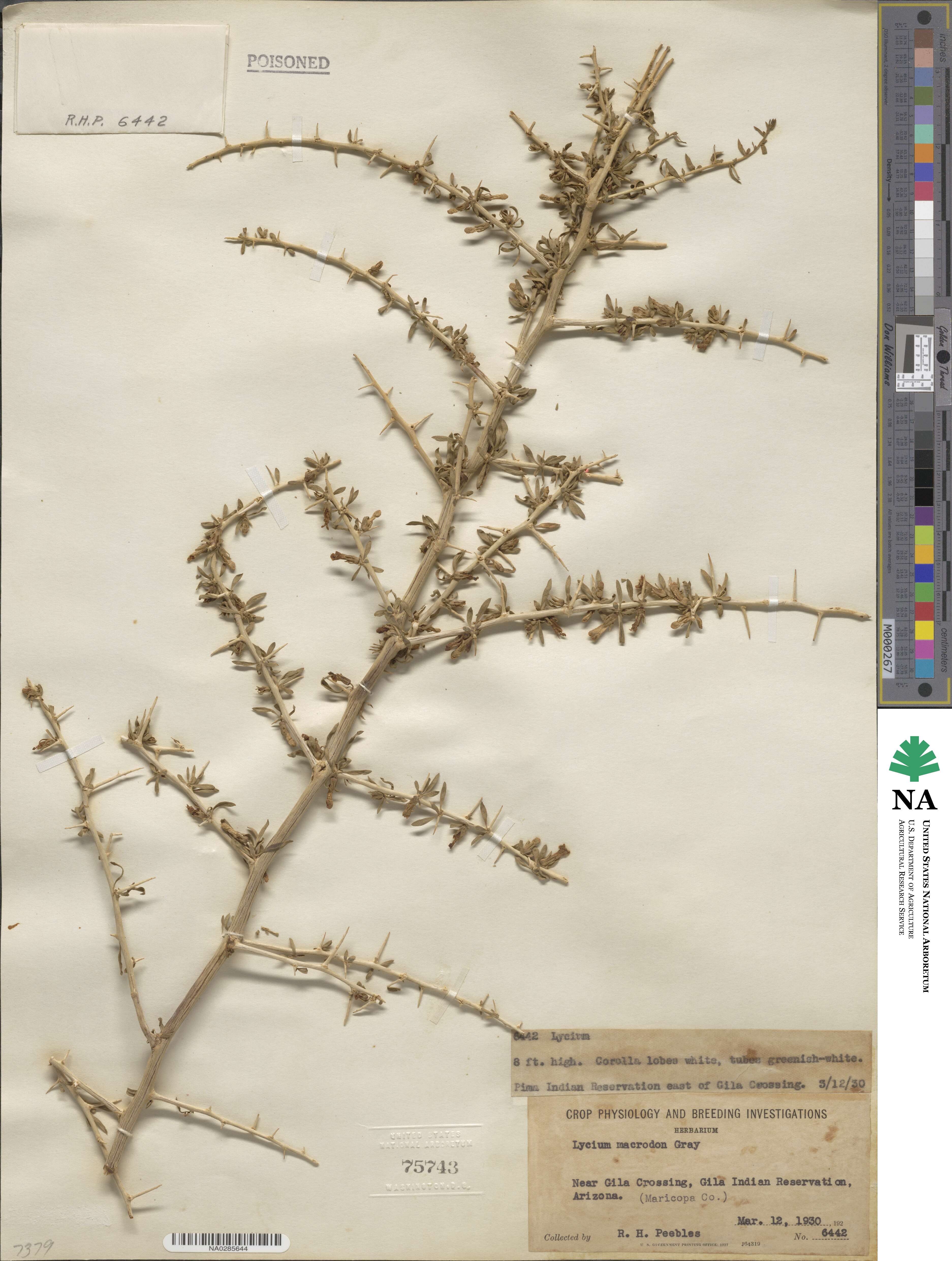 Lycium macrodon image