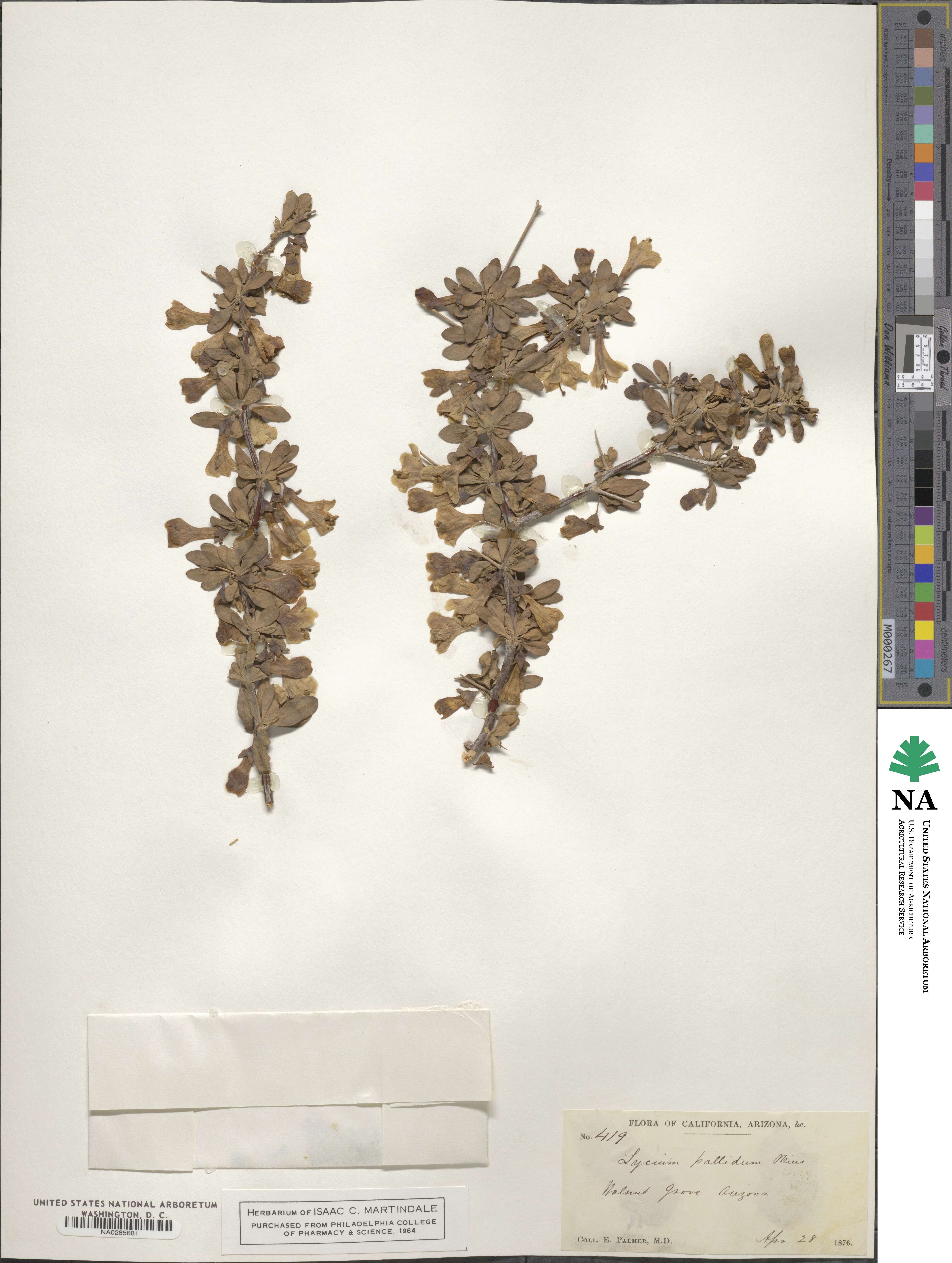 Lycium pallidum image