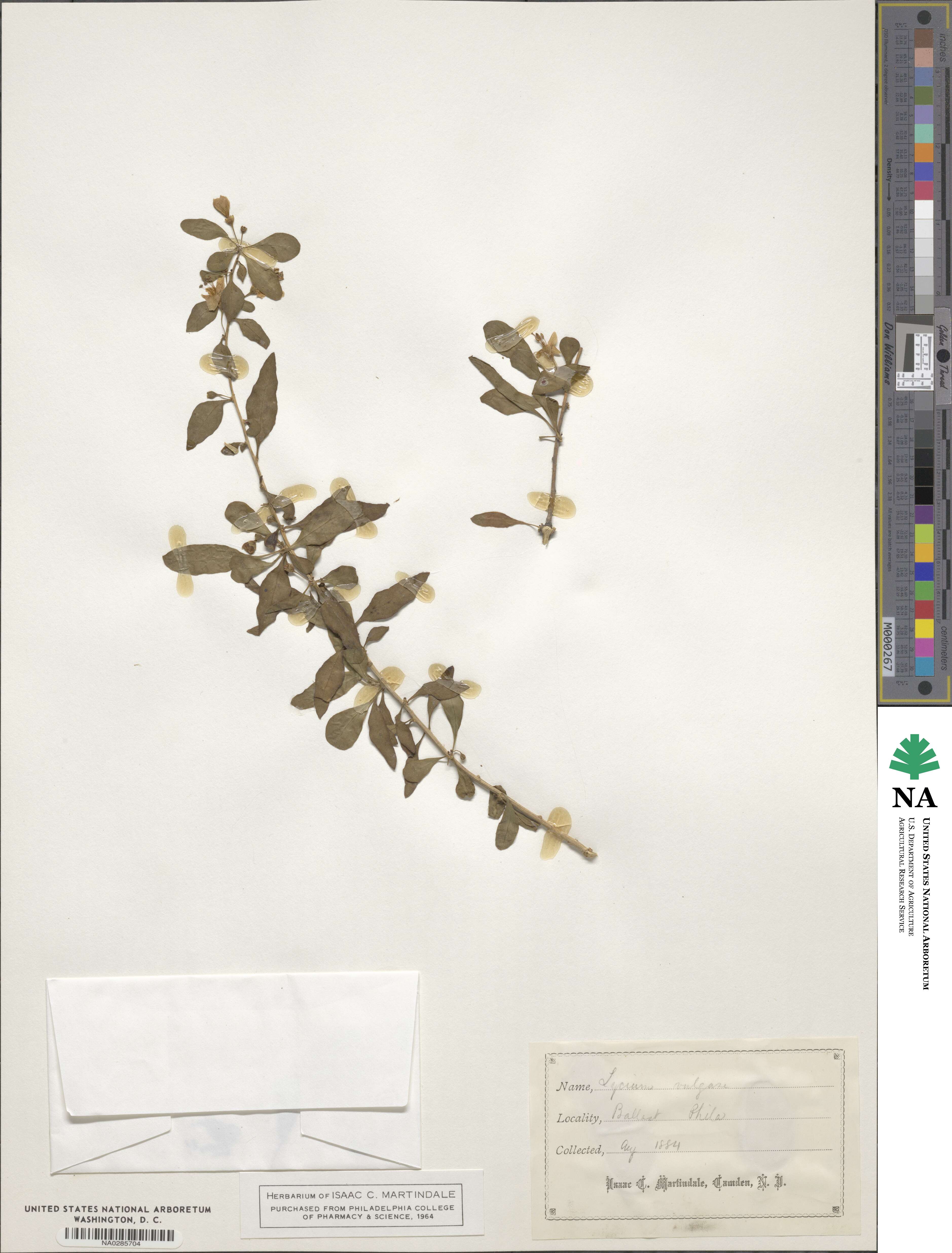 Lycium barbarum image