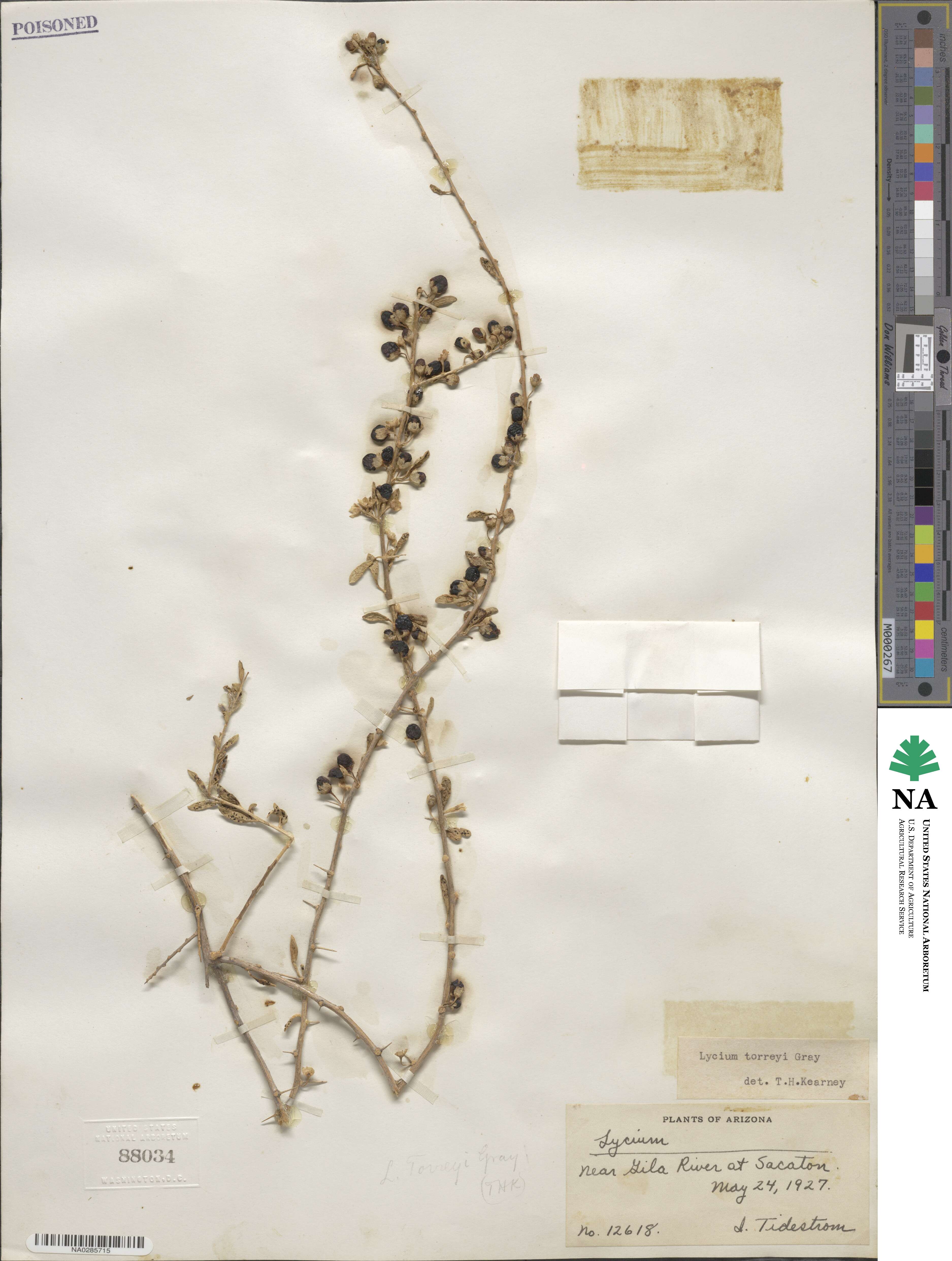 Lycium torreyi image
