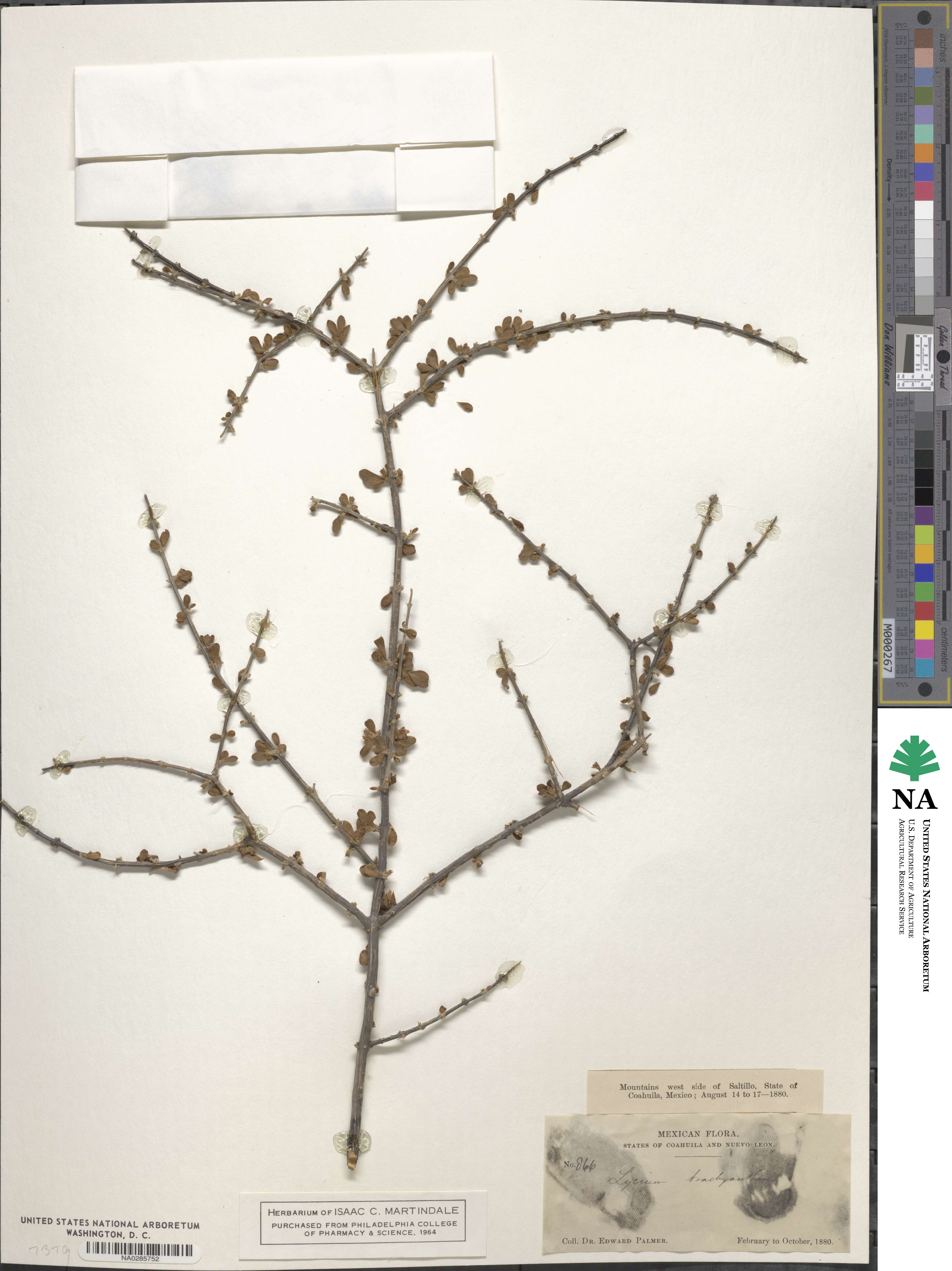 Citharexylum brachyanthum image