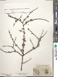 Image of Citharexylum brachyanthum