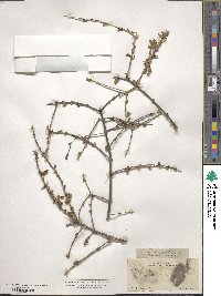 Citharexylum brachyanthum image