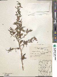 Lycium cestroides image