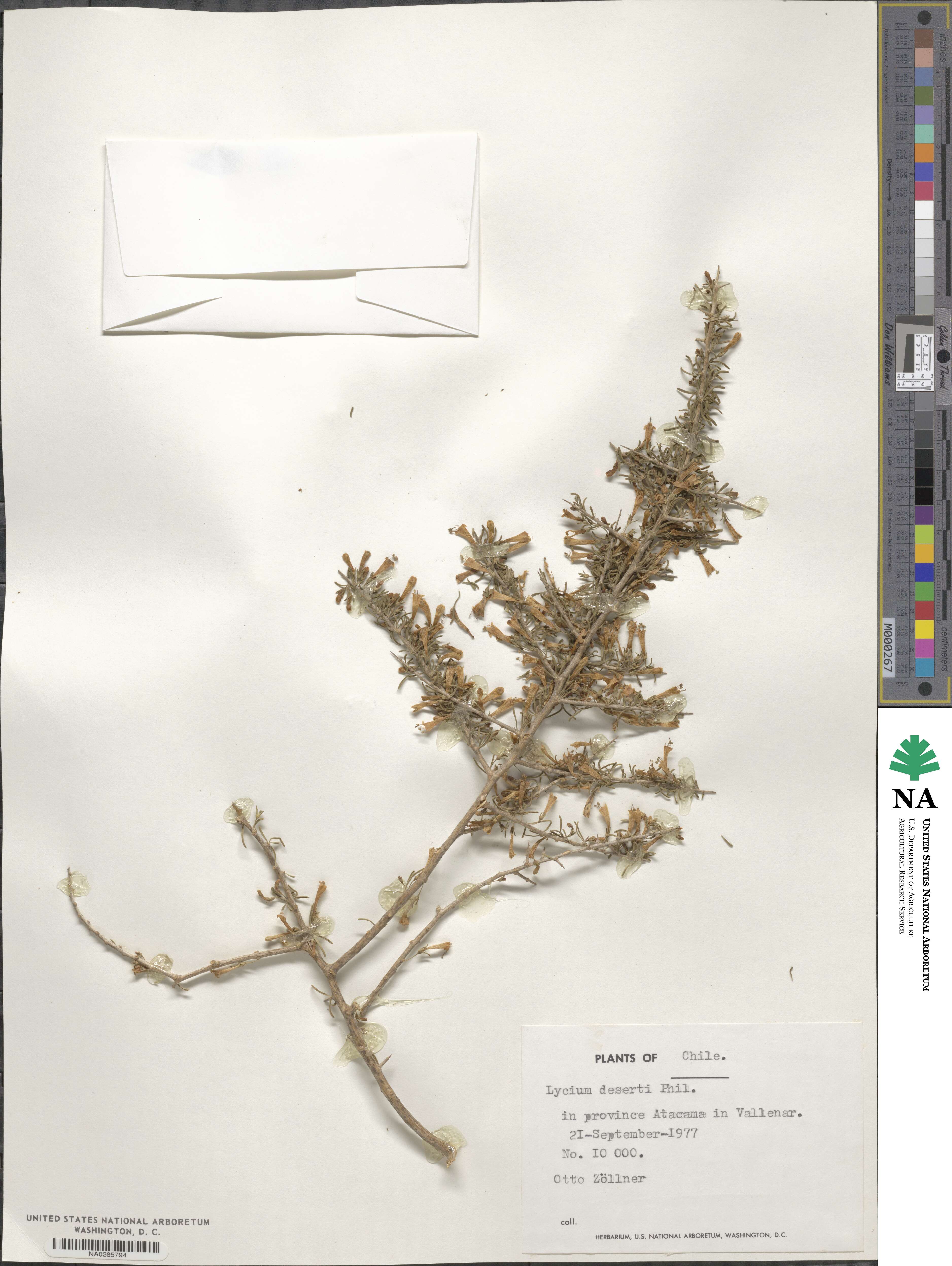 Lycium deserti image