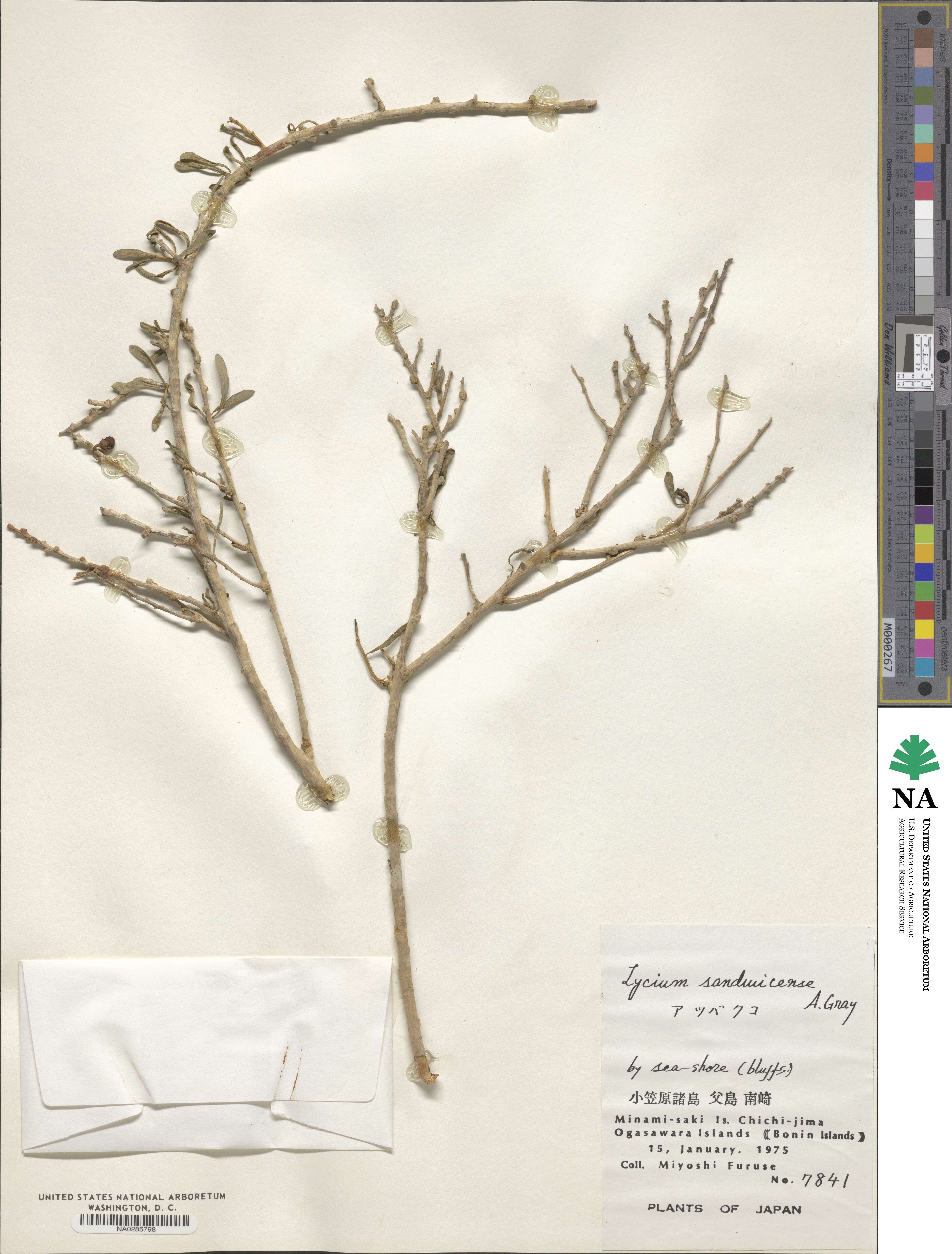 Lycium sandwicense image