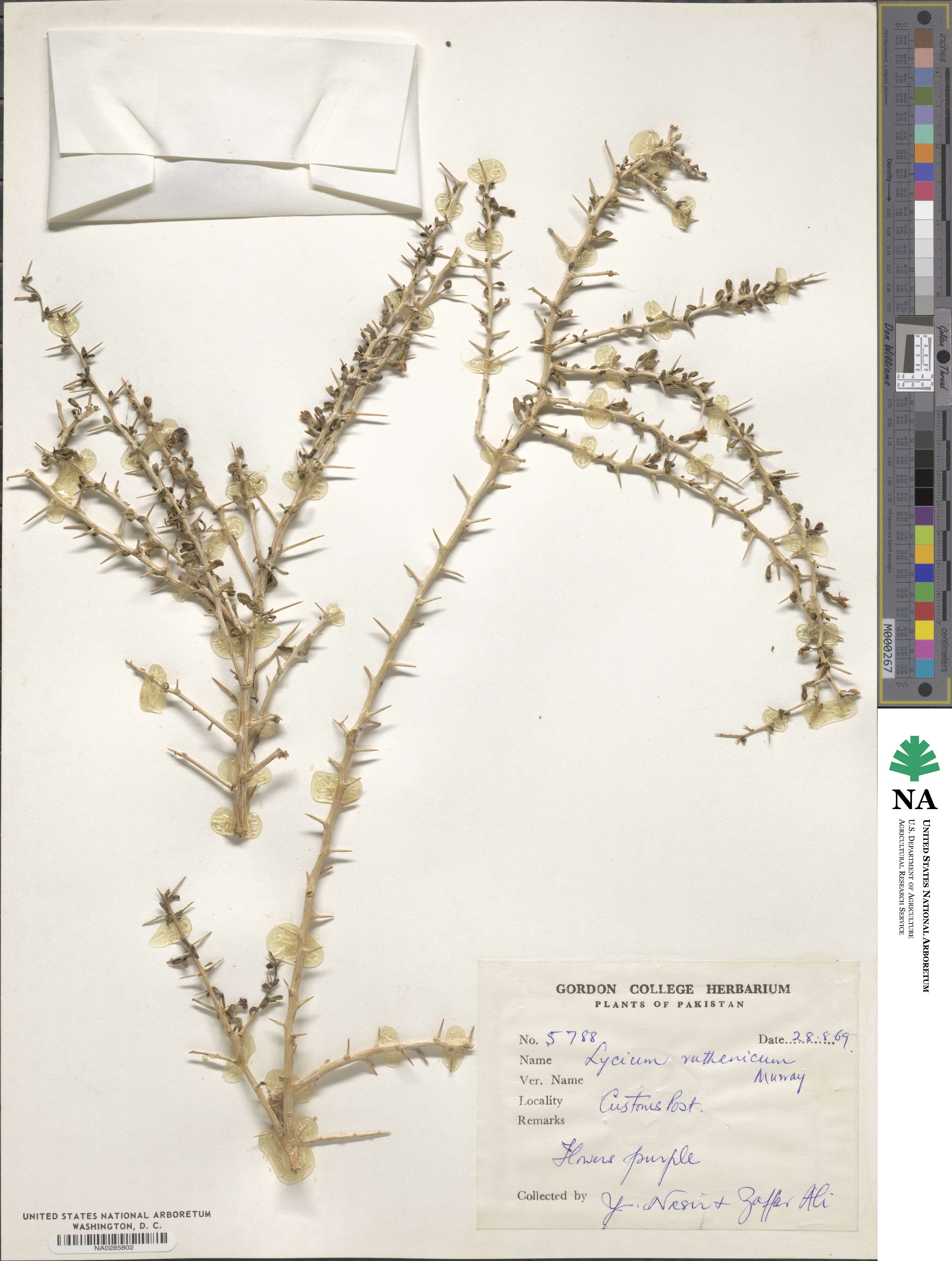 Lycium ruthenicum image