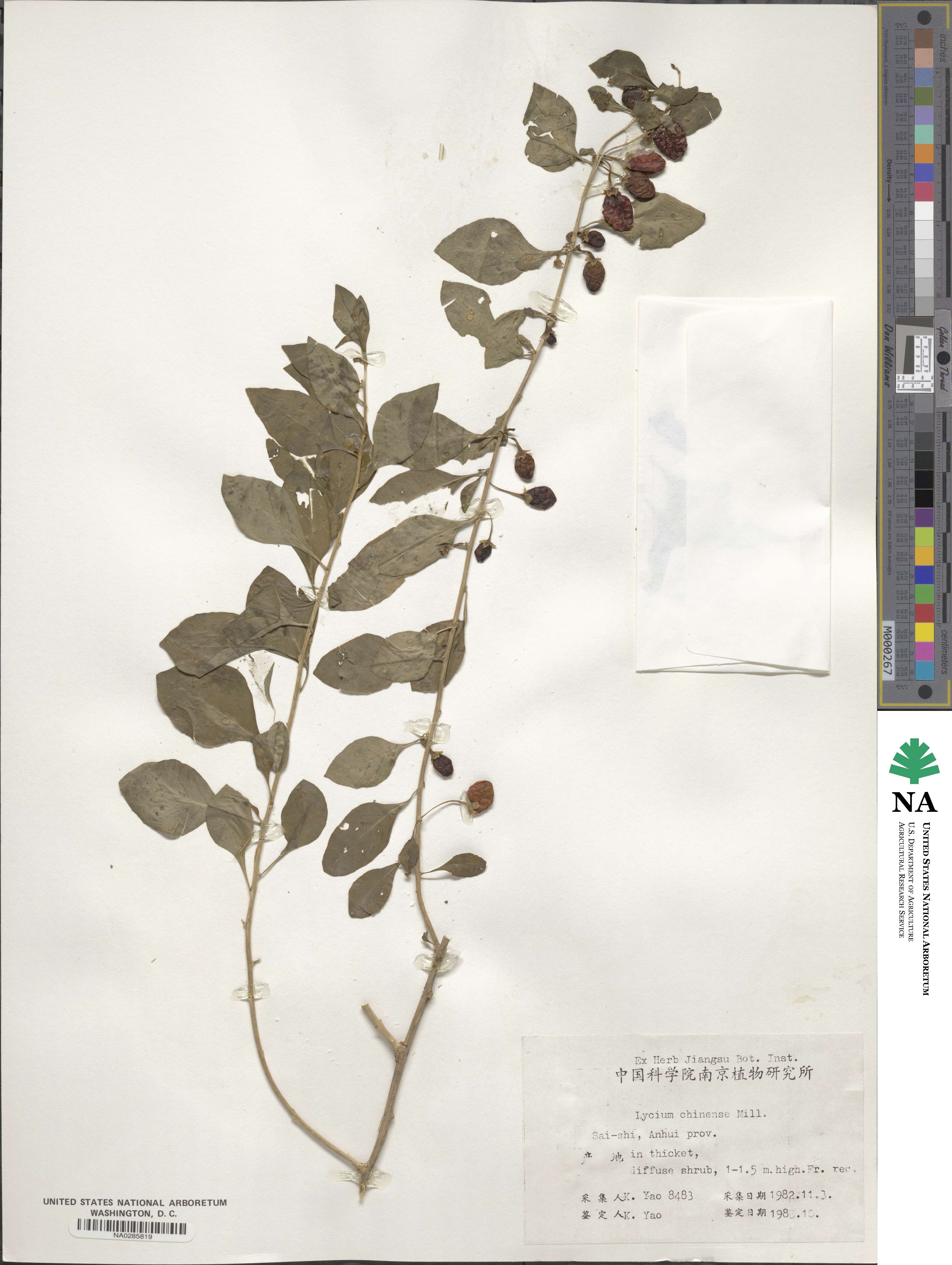 Lycium chinense image