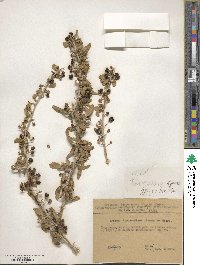 Lycium depressum subsp. depressum image