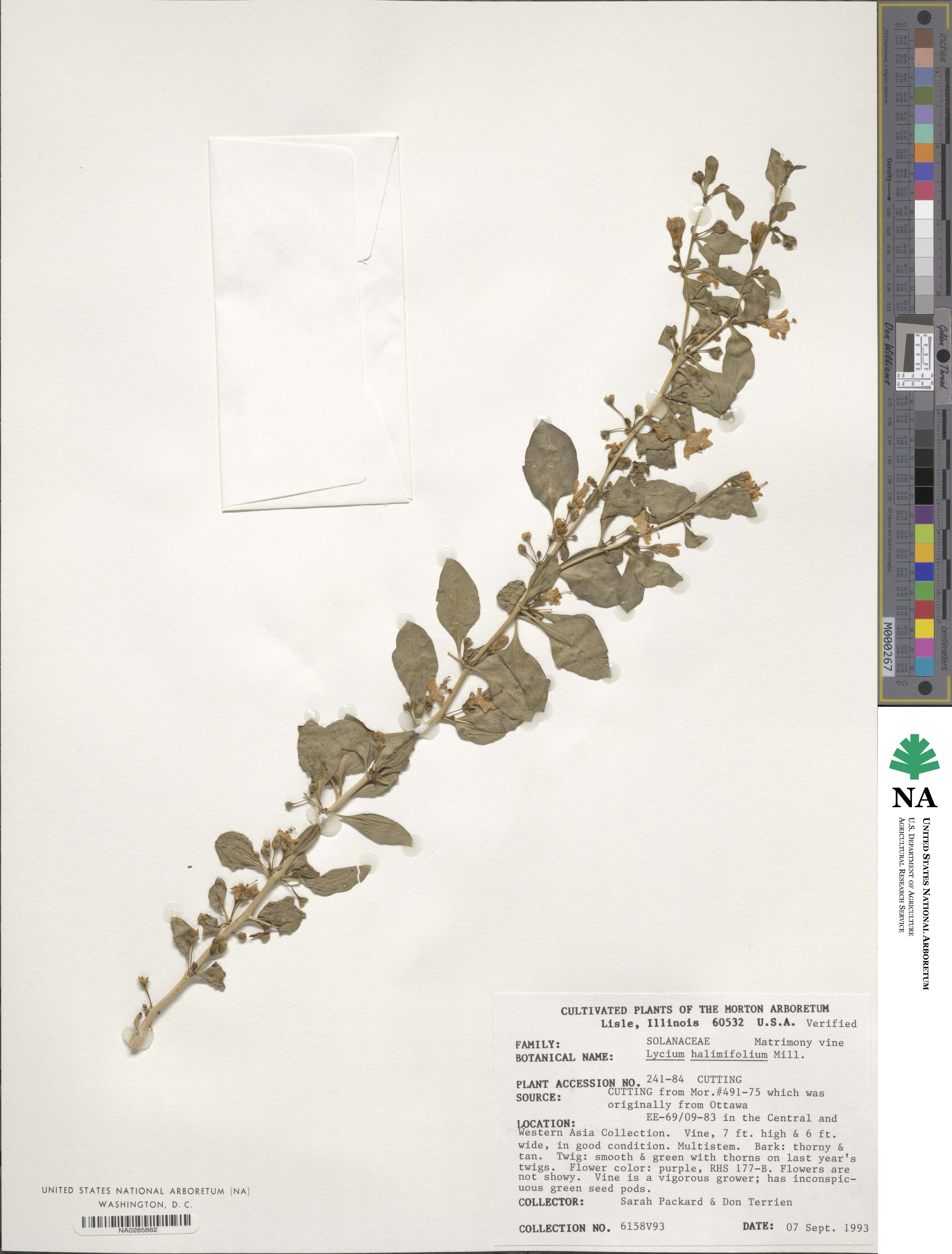 Lycium barbarum image