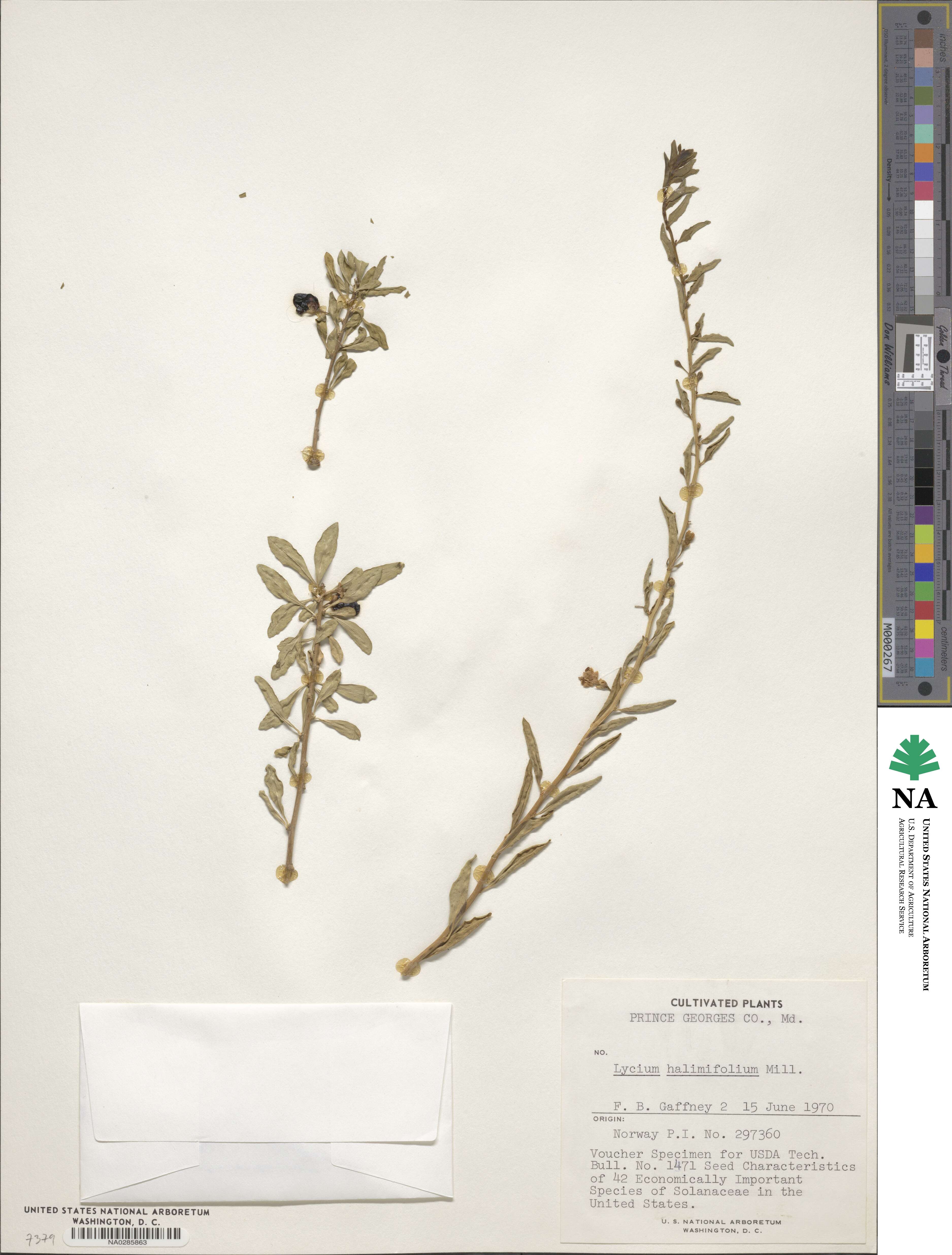 Lycium barbarum image