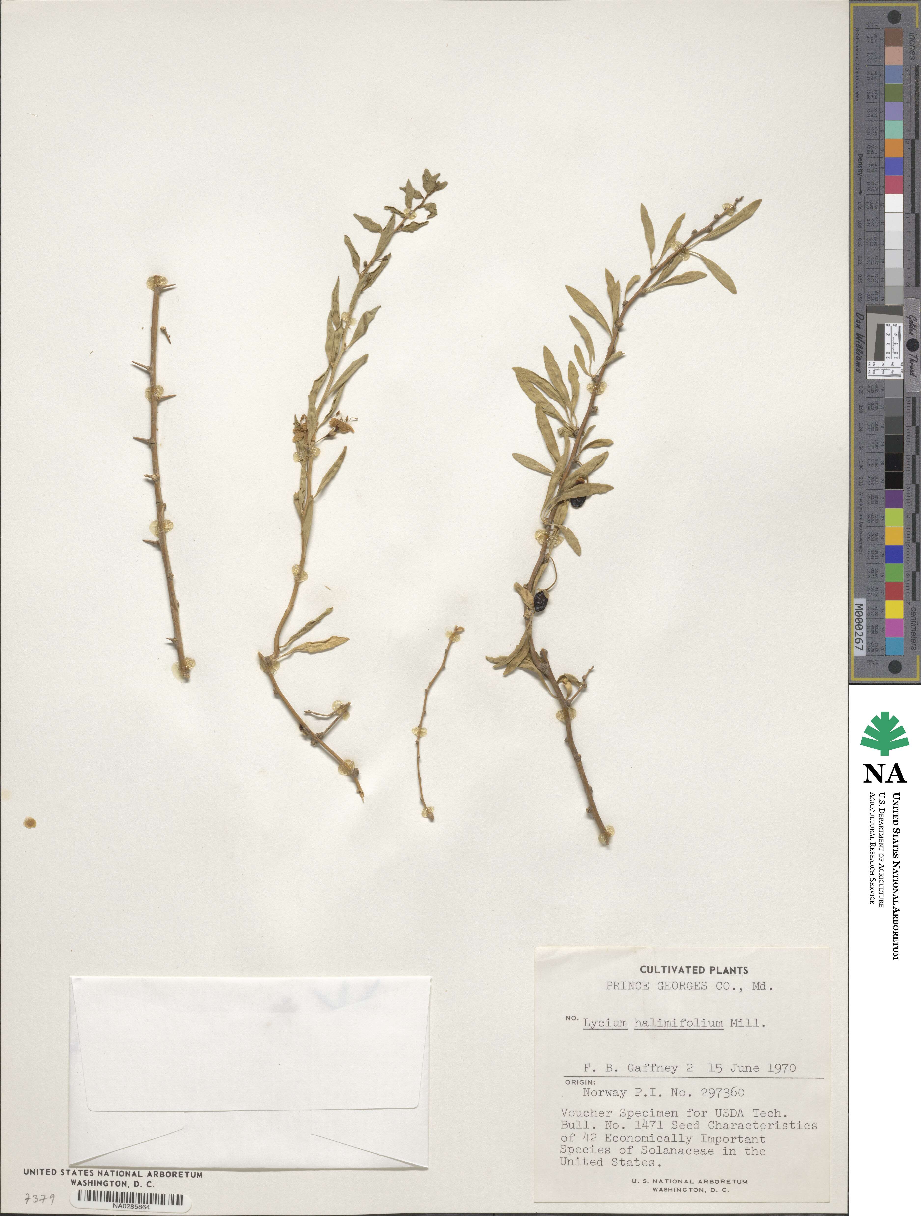 Lycium barbarum image