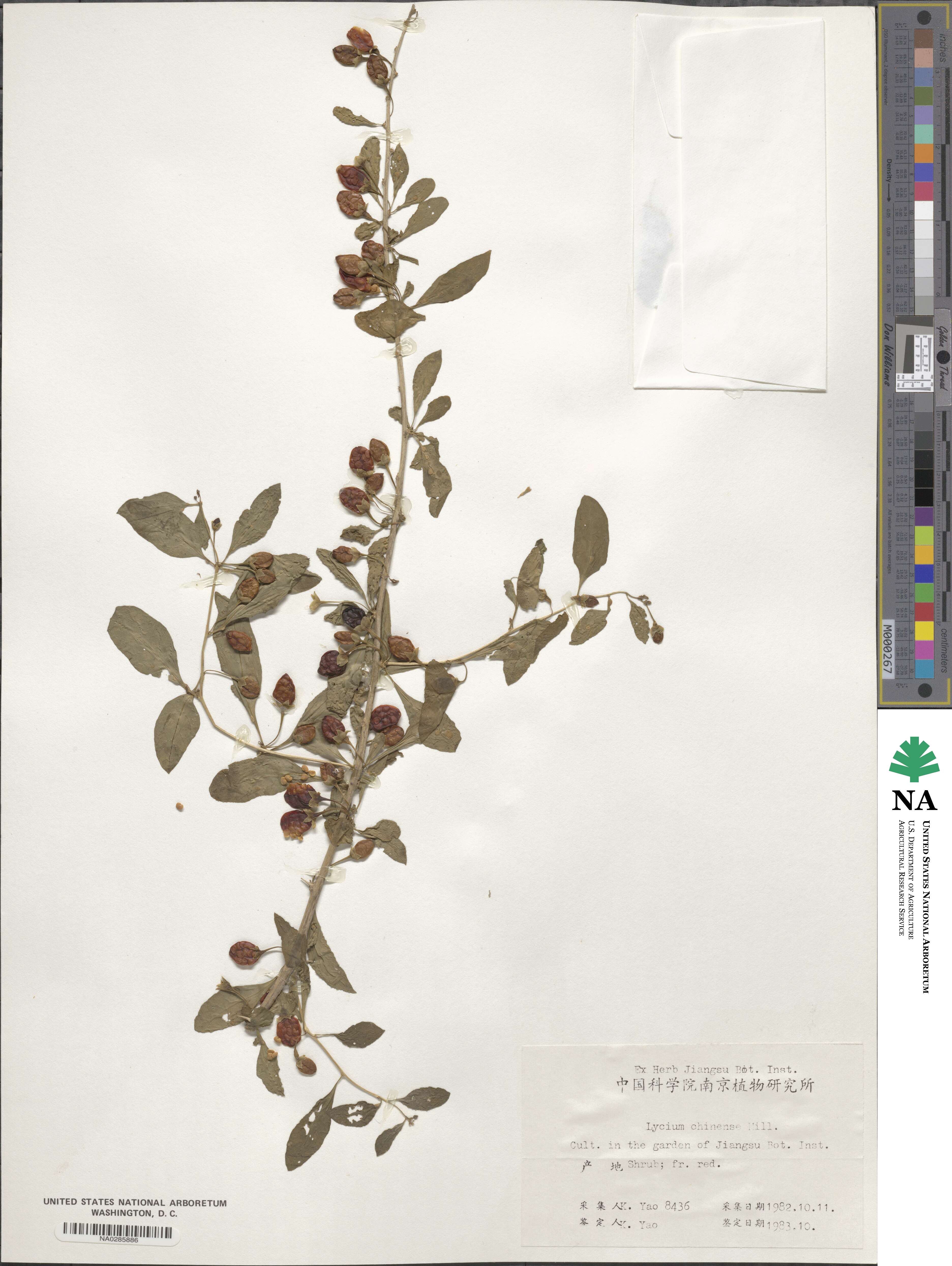 Lycium chinense image
