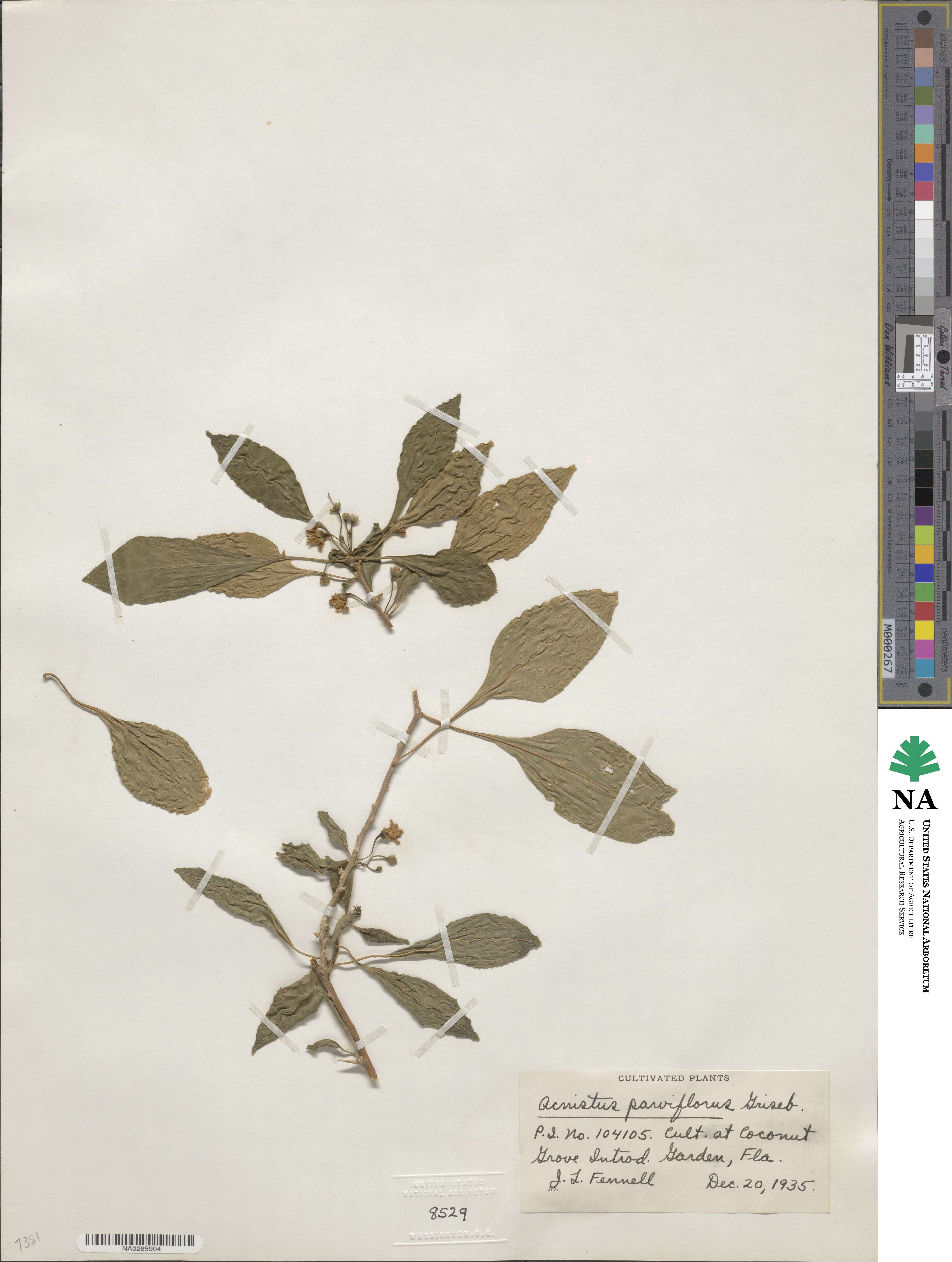 Vassobia breviflora image