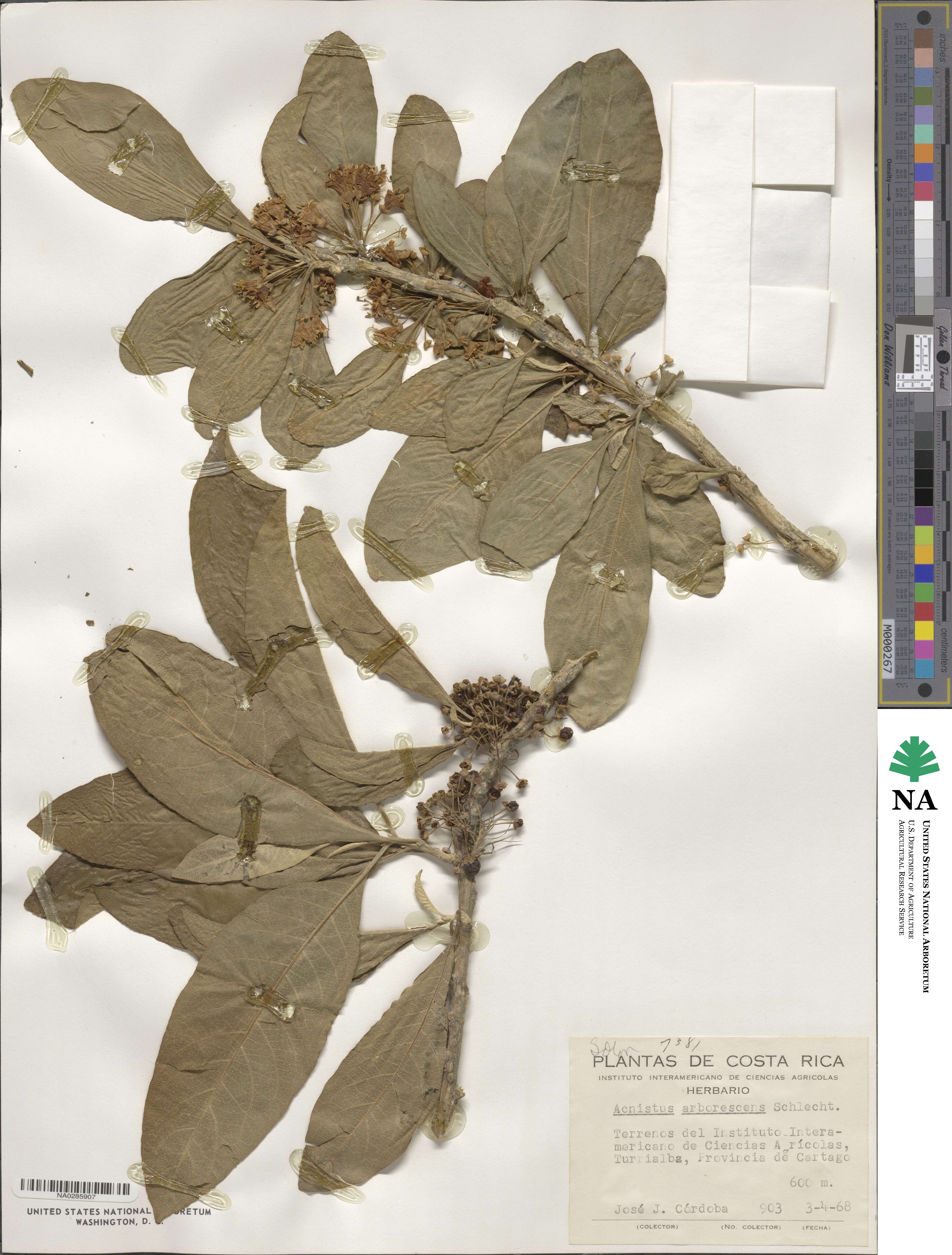 Acnistus arborescens image