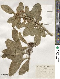 Acnistus arborescens image