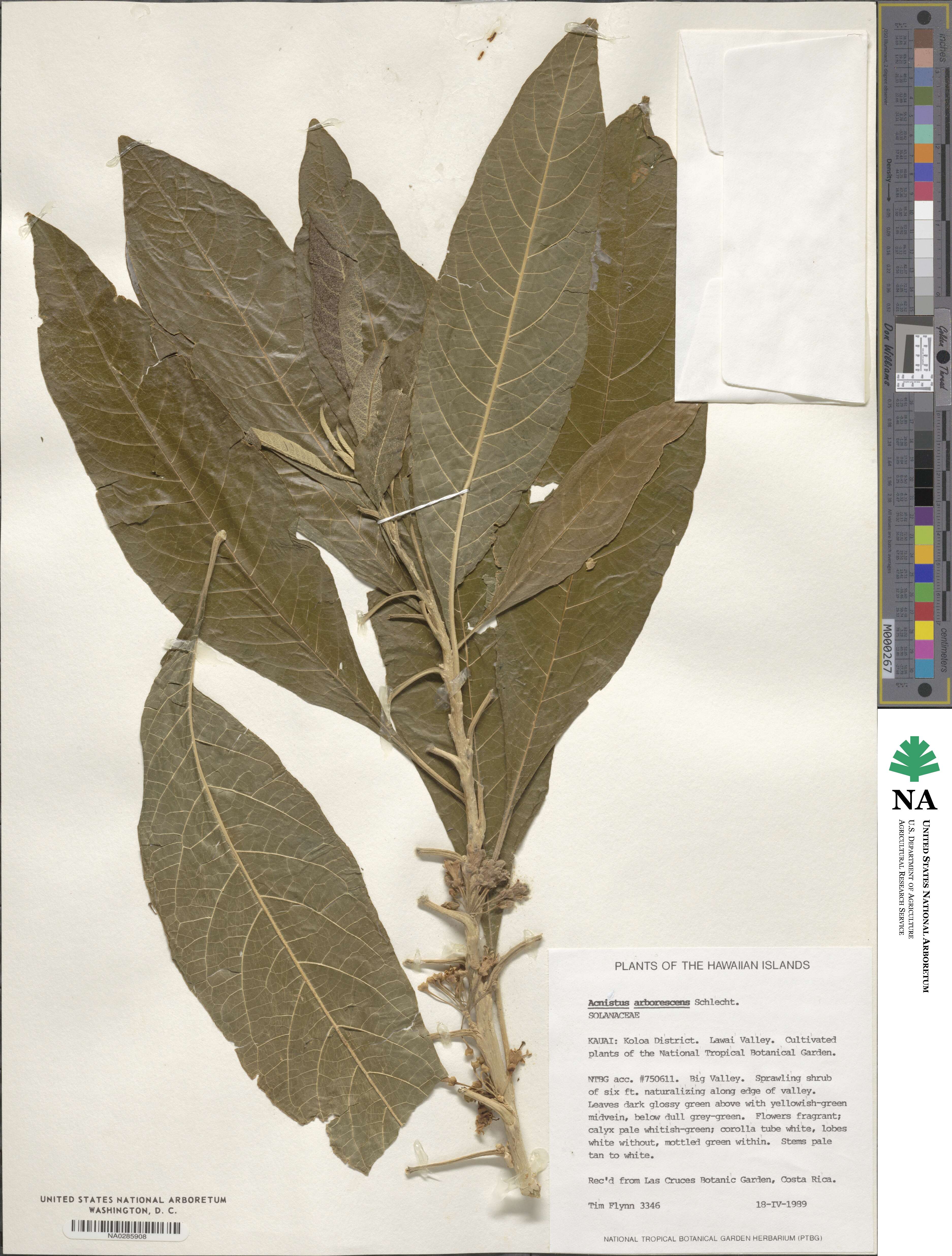 Acnistus image