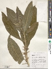 Acnistus arborescens image