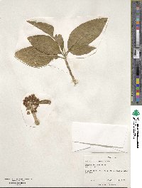 Acnistus arborescens image