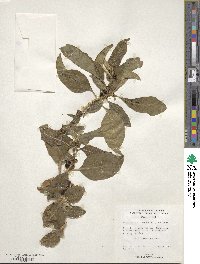 Acnistus arborescens image