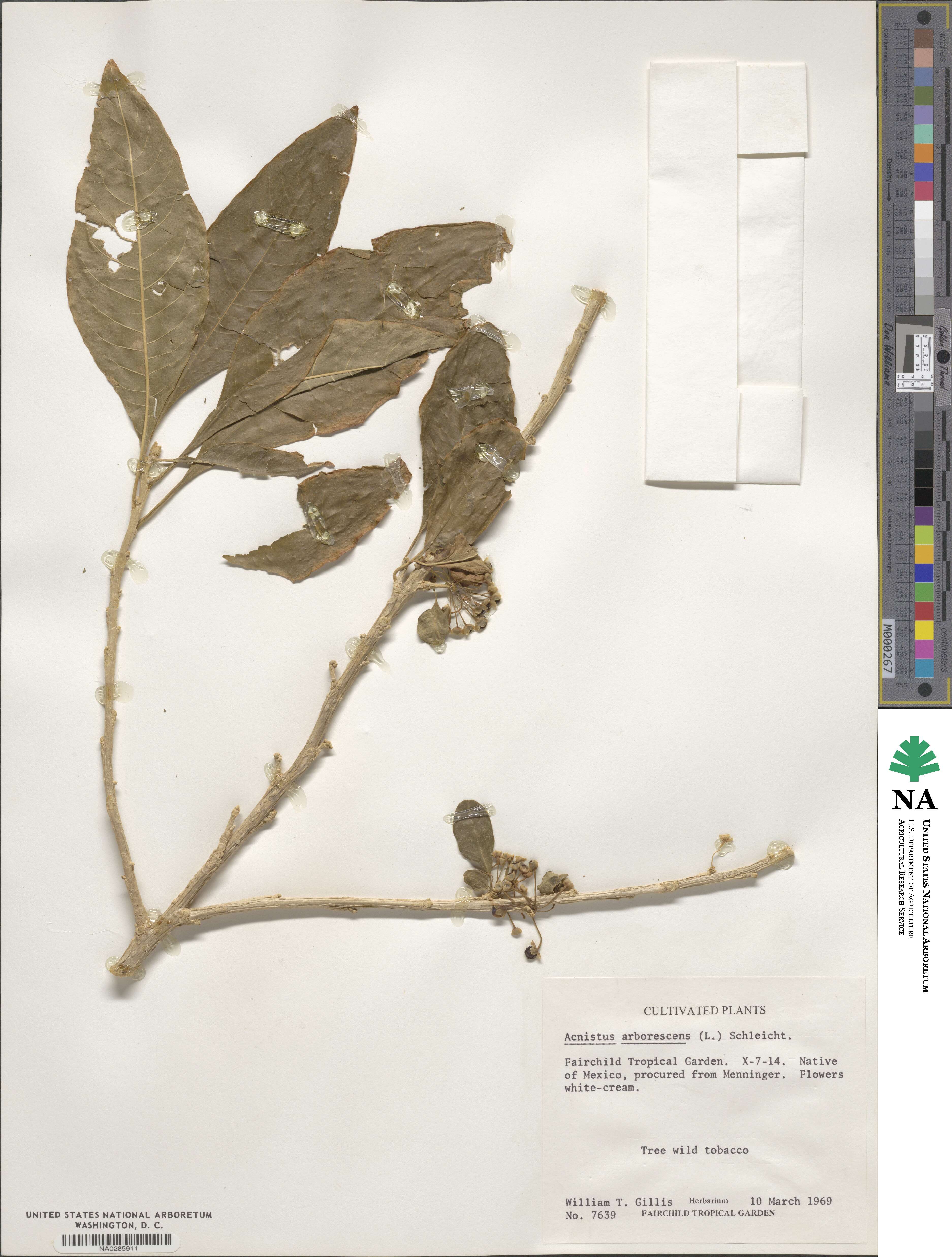Acnistus arborescens image