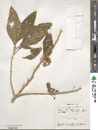 Acnistus arborescens image