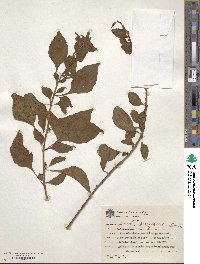 Vassobia breviflora image