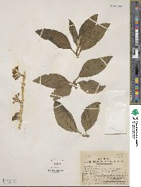 Acnistus arborescens image