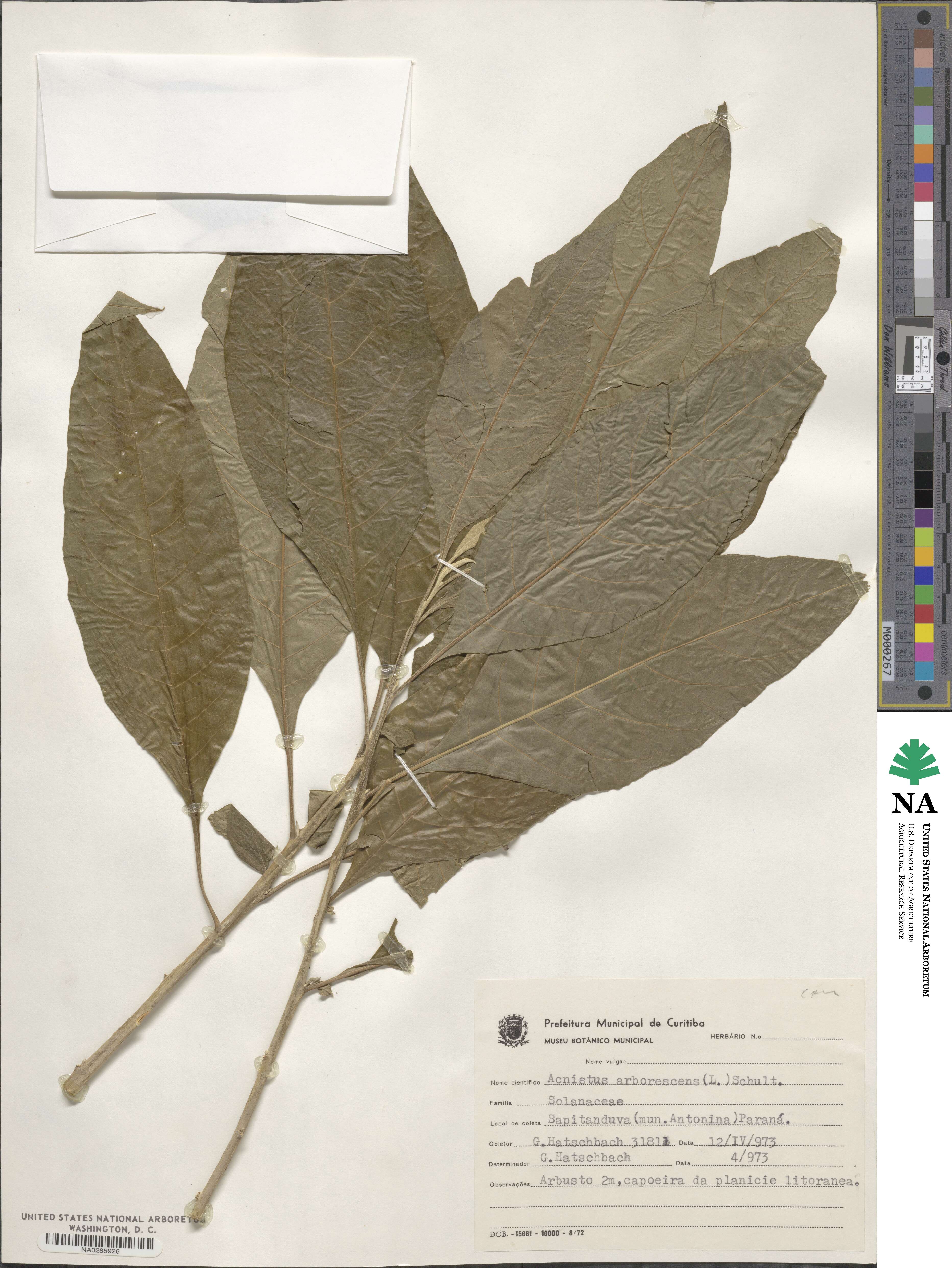 Acnistus arborescens image